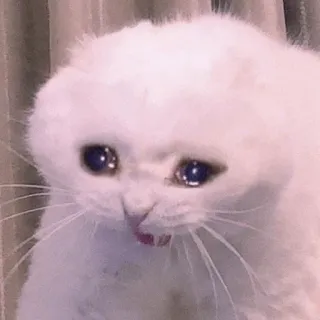 🍡 chat, triste, pleurs, mème, animal, animal de compagnie, chat blanc whatsapp sticker