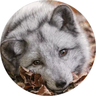 🦊 Fuchs, Tier, Säugetier, Wildtier, Natur telegram sticker