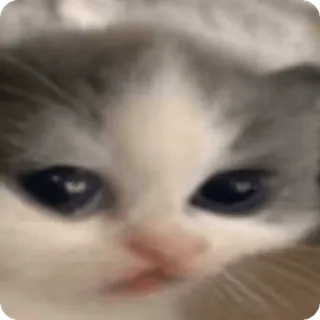 🥺 Sad Cat Meme whatsapp sticker