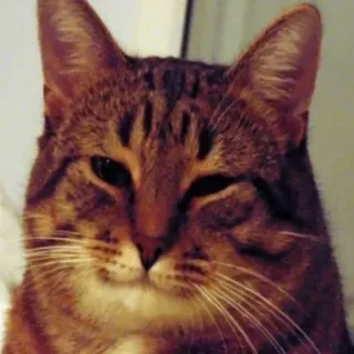 😌 gatto, animale, animale domestico, gatto domestico, felino, mammifero telegram sticker