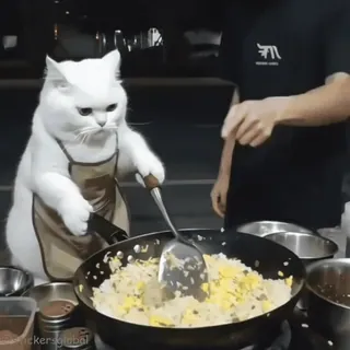 🤣 Chef Cat telegram sticker
