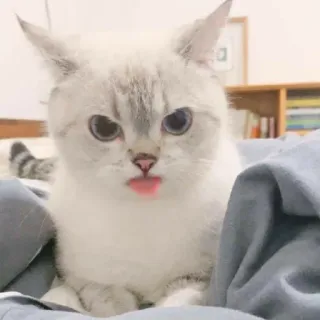 🐱 cat, animal, pet, cute, kitten, tongue, adorable, domestic telegram sticker