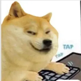 😜 Doge pies, klawiatura, pisanie, mem internetowy telegram sticker