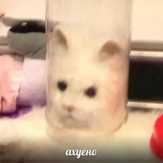 🐱 ахуено gato, lindo, divertido, animal, meme, tarro, gato blanco telegram sticker