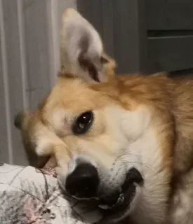😒 perro, animal, mascota, corgi, canino, lindo, animal doméstico telegram sticker