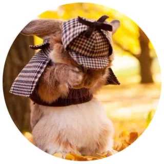 🙈 rabbit, bunny, detective, sherlock holmes, animal, cute, hat, plaid telegram sticker