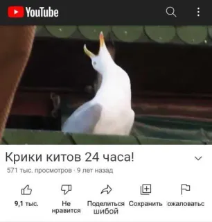 😭 Крики китов 24 часа! mouette, oiseau, animal, YouTube, criant telegram sticker
