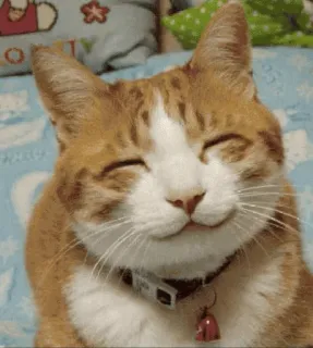 😊 chat, chaton, chat roux, mignon, animal de compagnie, animal domestique, félin, animal telegram sticker