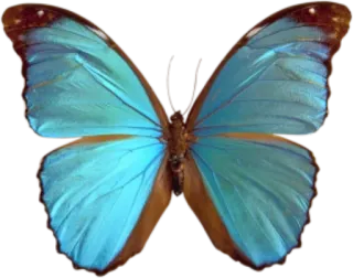 🐝 butterfly, blue, insect, nature, wings whatsapp sticker