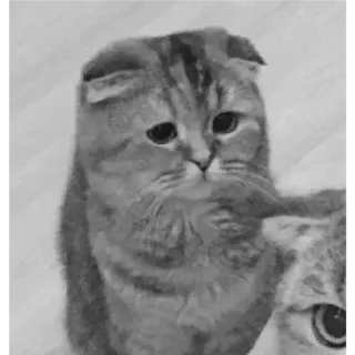 🐈 고양이, 동물, 애완동물, 새끼 고양이, 반려동물 whatsapp sticker