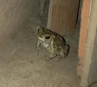 😶 crapaud, amphibien, animal whatsapp sticker