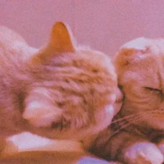 ❤ gato, gatos, animal, animales, lindo, doméstico, mascota, mascotas whatsapp sticker