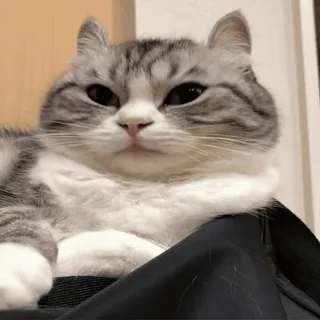 🥱 猫, ペット, 動物, かわいい, 家庭, ネコ科 whatsapp sticker