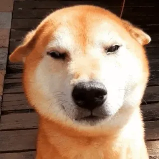 🐕 강아지, 시바견, 애완동물, 동물, 밈 whatsapp sticker