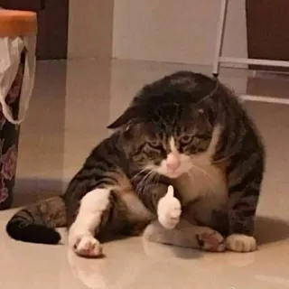 👍 gato, pulgar arriba, animal, lindo, gracioso, meme whatsapp sticker
