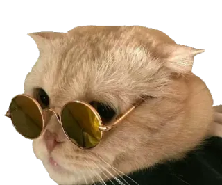 😎 кот, солнцезащитные очки, животное, питомец, круто, мем whatsapp sticker