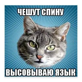😆 ЧЕШУТ СПИНУ
ВЫСОВЫВАЮ ЯЗЫК gato, ruso, meme, animal telegram sticker