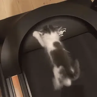 😱 gato, esteira, exercício, fitness, animal, animal de estimação whatsapp sticker
