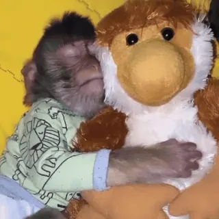 ❤️🩹 monkey, stuffed animal, cute, animal, primate, sleeping, baby monkey whatsapp sticker