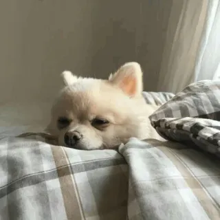 🐾 Hund, Haustier, Chihuahua, Tier, schläfrig, süß telegram sticker