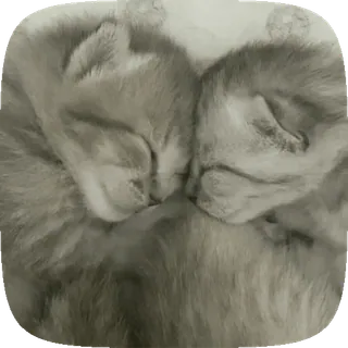 💤 mèo, dễ thương, ngủ, mèo con, động vật, xám telegram sticker