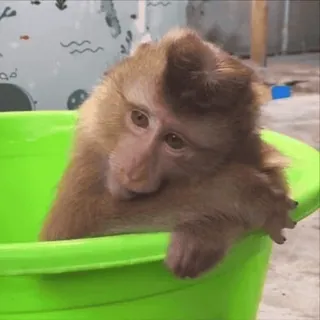 🌟 singe, animal, mignon, animal de compagnie, mammifère, primate, bassin telegram sticker
