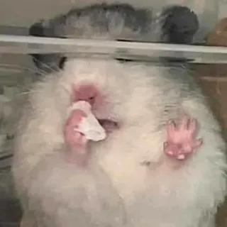 🤧 hamster, animal, mignon, animal de compagnie, rongeur, drôle, doux telegram sticker
