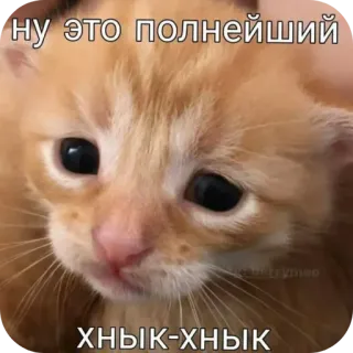 🐱 Sad Cat НУ ЭТО ПОЛНЕЙШИЙ ХНЫК-ХНЫК whatsapp sticker