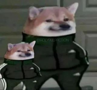 😐 doge, 강아지, 밈, 트레이닝복, 웃긴, 인터넷 밈, Cheems telegram sticker