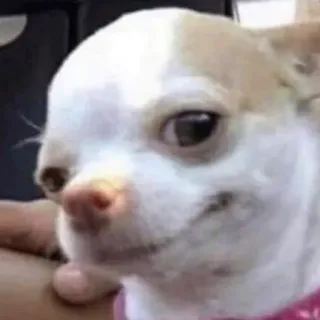 🙄 hond, chihuahua, dier, huisdier, lief, kleine hond telegram sticker