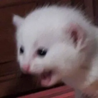 🤯 котёнок, кошка, белый, злой, кошачий, животное telegram sticker