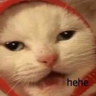 😃 hehe Katze, hehe, Meme, lustig, Tier telegram sticker