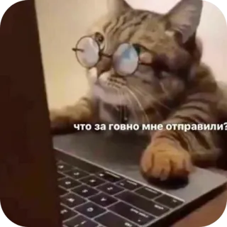 🐱 что за говно мне отправили? chat, ordinateur, portable, lunettes, russe, offensant telegram sticker