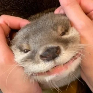 🐾 loutre, animal, mignon, mammifère, animal de compagnie, faune whatsapp sticker