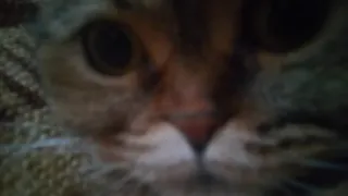 😶 gato, animal, animal de estimação, felino, gato doméstico telegram sticker