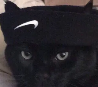 😯 cat, black cat, animal, pet, Nike, headband, domestic animal telegram sticker