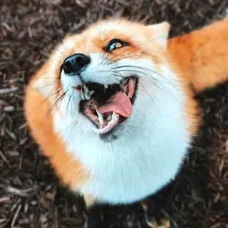 🦊 whatsapp sticker