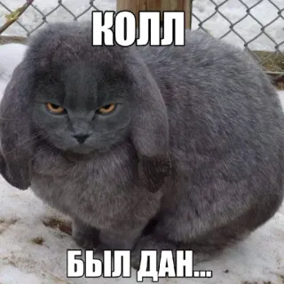 🤩 КОЛЛ БЫЛ ДАН... cat, bunny, animal, grey telegram sticker