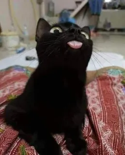 🎃 gato, gato preto, animal, animal de estimação, língua, engraçado, fofo whatsapp sticker