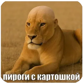 Больше стиков тут: @stikery4 telegram stickers