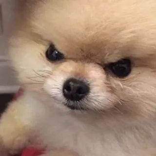 🐶 Perro, Pomerania, Enojado, Lindo, Animal, Meme telegram sticker