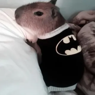 🪵 Capivara, Animal, Batman, Desenho animado, Adesivo, Fofo, Engraçado telegram sticker