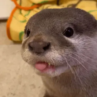 😛 loutre, animal, mignon, mammifère, langue telegram sticker