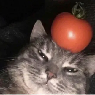🍅 cat, tomato, pet, animal, funny, domestic animal telegram sticker