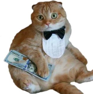 🐱 cat, money, bowtie, tuxedo, animal, pet telegram sticker
