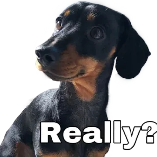 🤔 Really? dog, dachshund, cute, pet, animal, question whatsapp sticker
