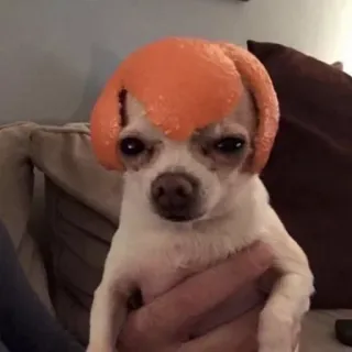 🐩 dog, chihuahua, pet, orange telegram sticker