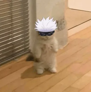 🐈 gato, animal, gatinho, fofo, animal de estimação, doméstico, engraçado telegram sticker