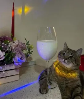 🎀 cat, drink, milk, cute, pet, animal, glass whatsapp sticker