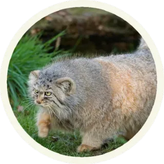 😠 кошка, животное, дикая природа, млекопитающее, природа, кошачий telegram sticker